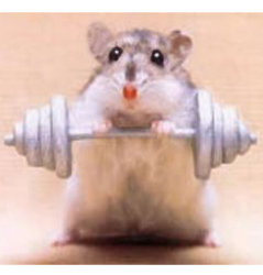 gym rat