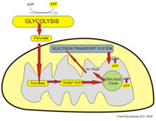 cell metabolism cell metabolism