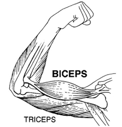 Arm Experiment