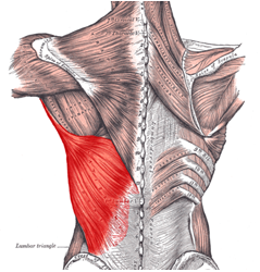 Latissimus dorsi