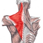 Trapezius exercise