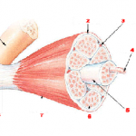 musclefiber_myofibril