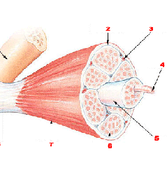musclefiber_myofibril